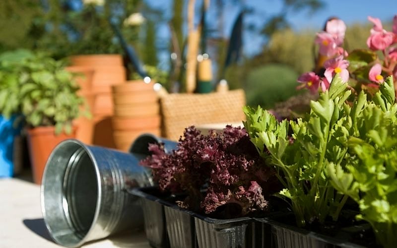 Bitki Temini ve Satış 